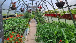 GREENHOUSE STRONG 24 M² (3M X 8M (9.8FT X 26FT)