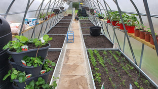 GREENHOUSE STRONG 12 M² (3M X 4M; 9.8FT X 13FT)