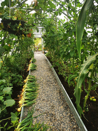 GREENHOUSE ARROW, 20.8 M² (2.6M X 8M; 8.5FT X 26FT)